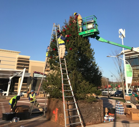 one loudoun tree