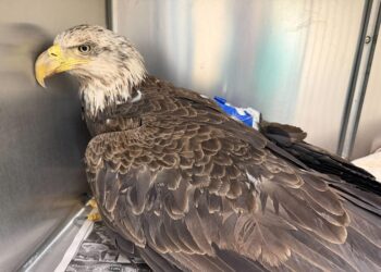 Two bald eagles treated for poisoning and released in Loudoun