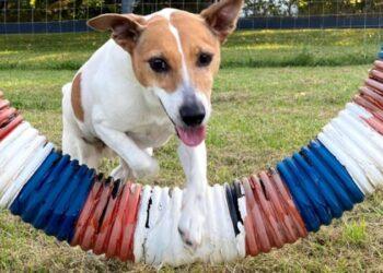 Youthful Ashburn dog featured in national pet food promotion