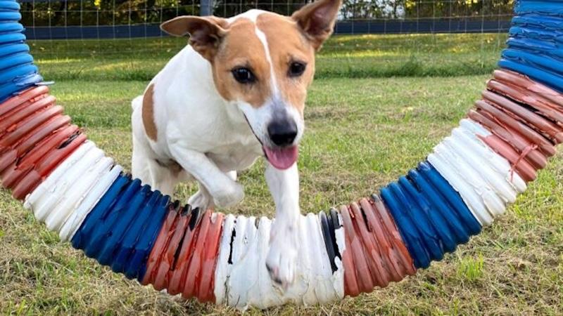 Youthful Ashburn dog featured in national pet food promotion