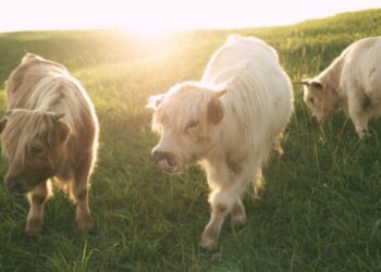 Loudoun farm lets visitors get up close with unique Scottish cows