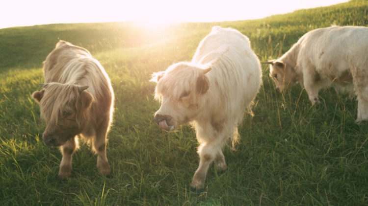 Loudoun farm lets visitors get up close with unique Scottish cows